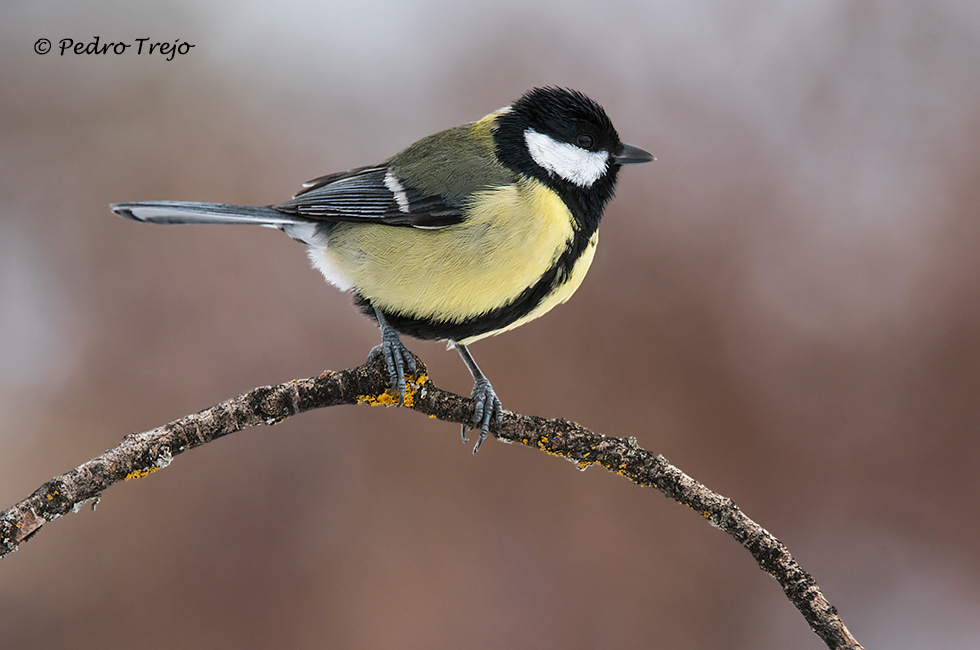 Carbonero común (Parus major)